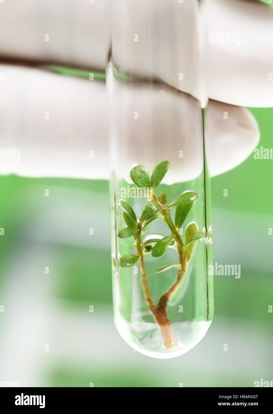 Tissue culture concept portrait by small plant in test tubes Stock Photo
