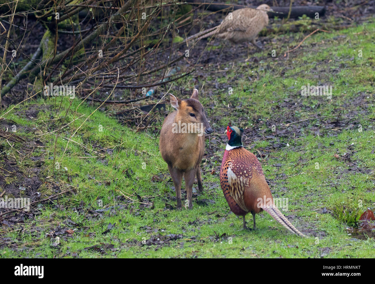 Baby Muntjac Muntiacus reevesi also called Barking deer comes head to head with a male pheasant Phasianus colchicum in woodland glade Stock Photo