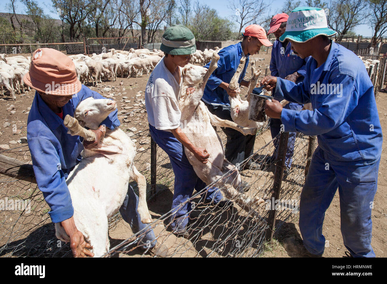 South africa karoo sheep farming hires stock photography and images