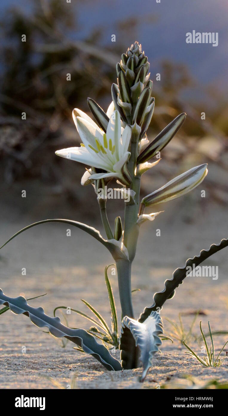Desert Lily Hesperocallis undulata Superbloom 2017 AnzaBorrego
