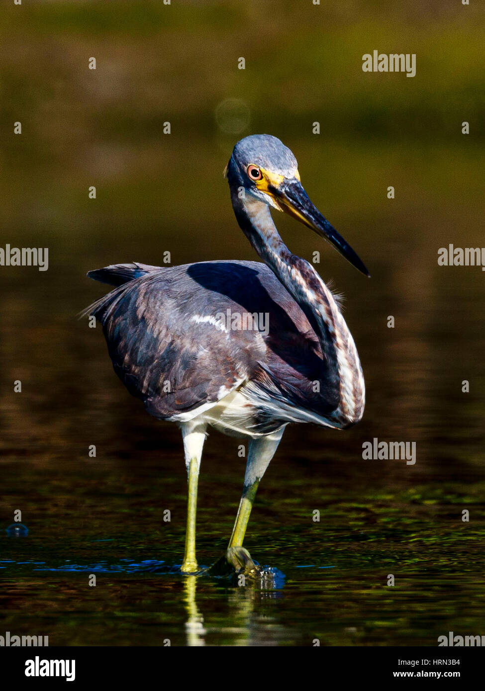 Fort de soto county park hi-res stock photography and images - Alamy