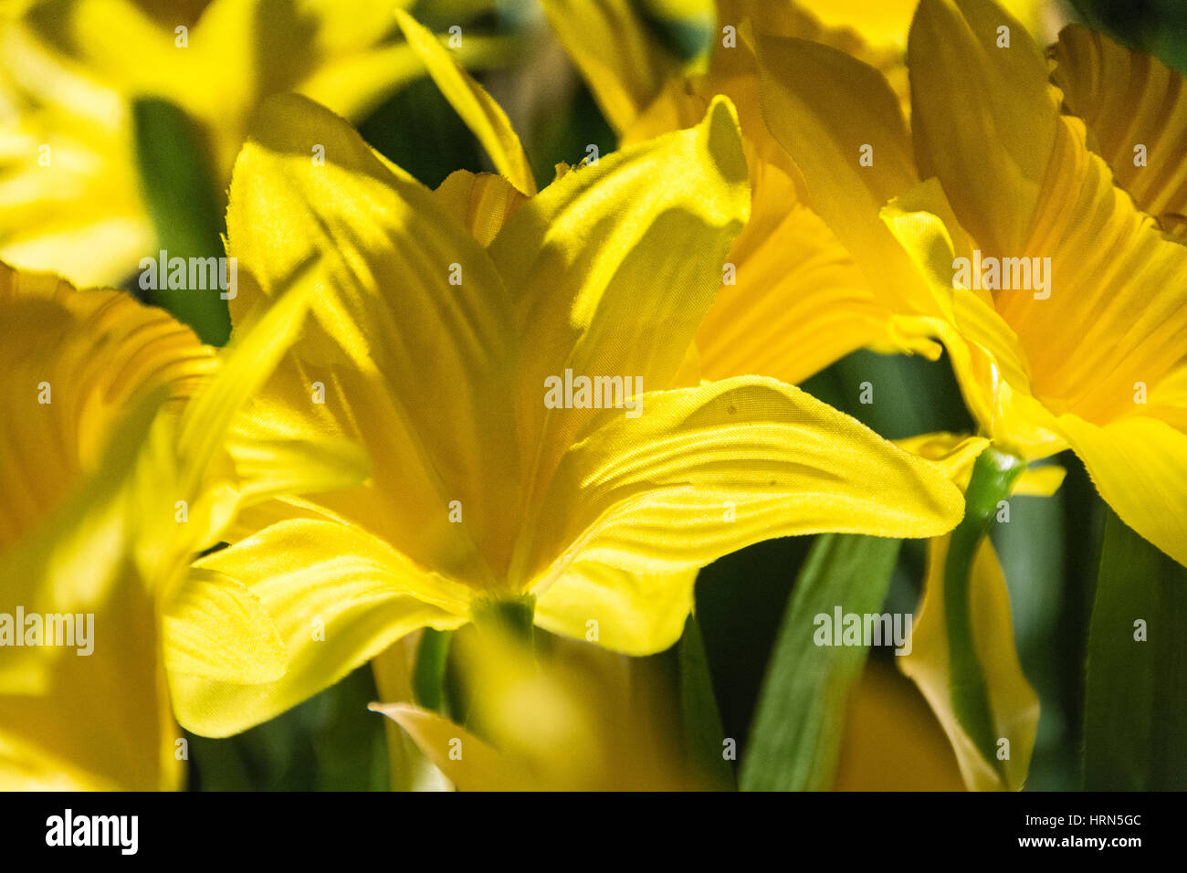 Marie Curie Daffodil Stock Photos & Marie Curie Daffodil Stock Images Alamy