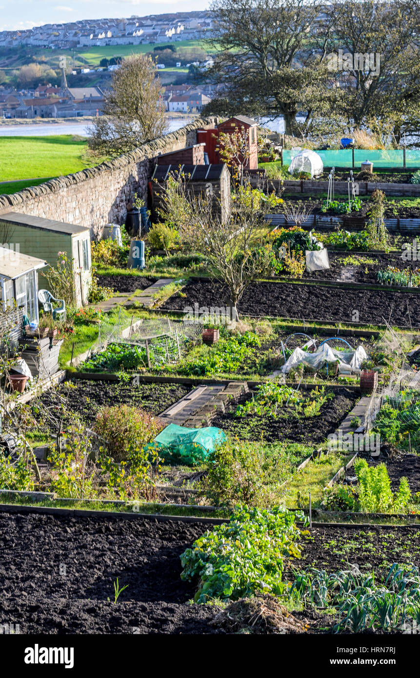 Berwick-upon-Tweed allotments Stock Photo