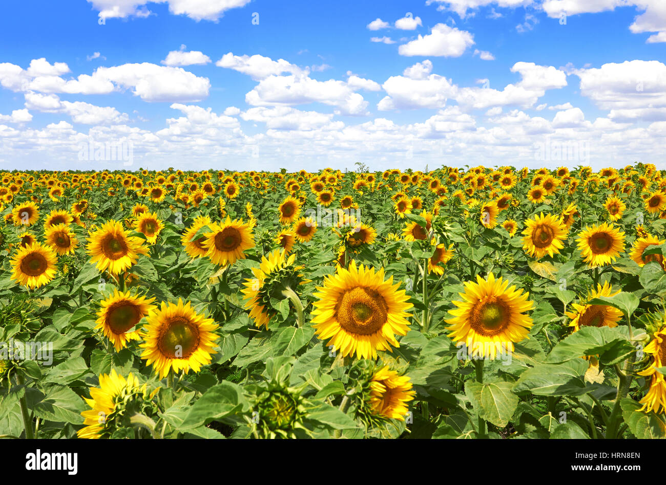 field of blooming sunflowers on a background of blue sky Stock Photo ...