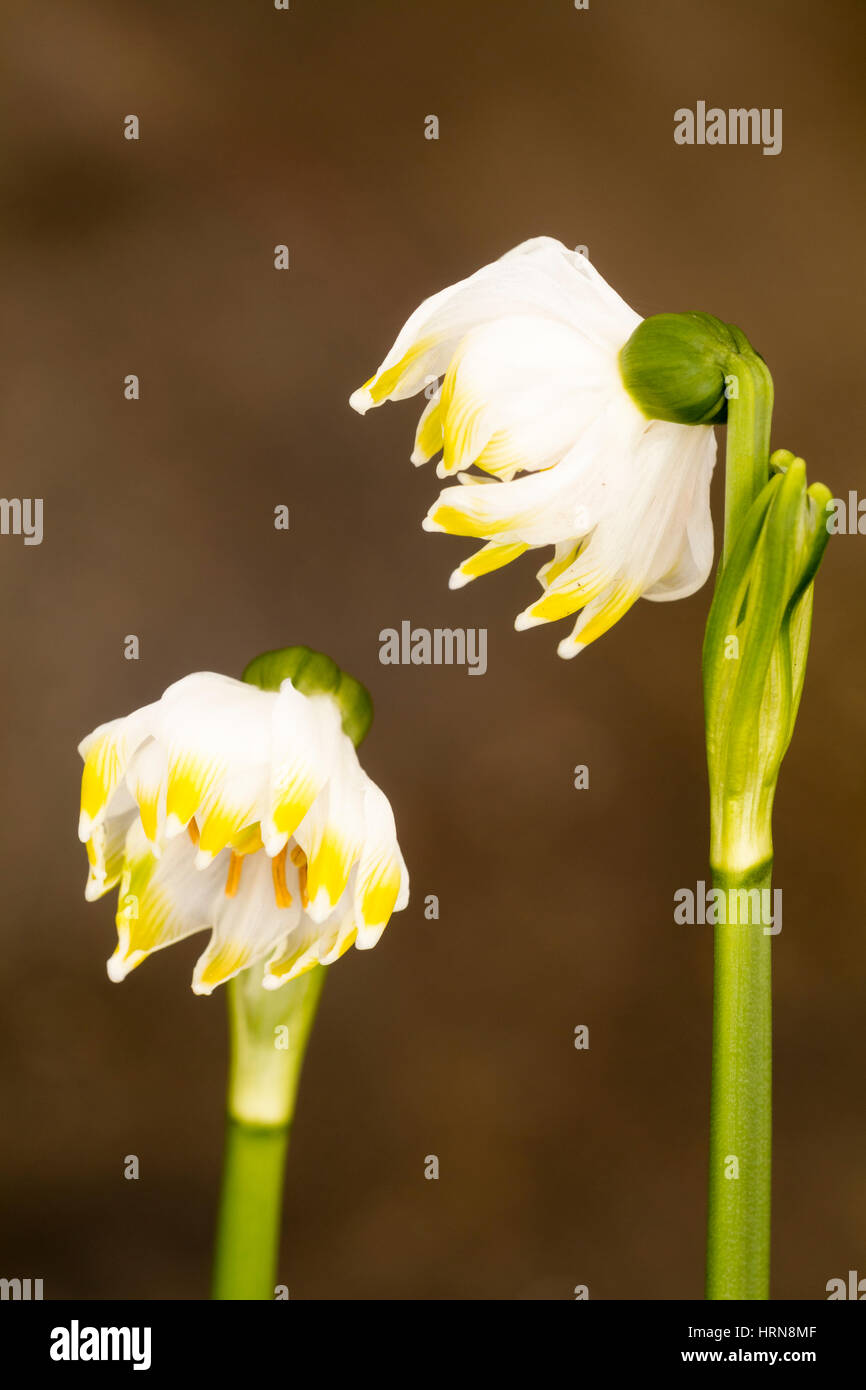 Multi segmented petals of the selected form of the spring snowflake, Leucojum vernum 'Gertrude Wister' Stock Photo