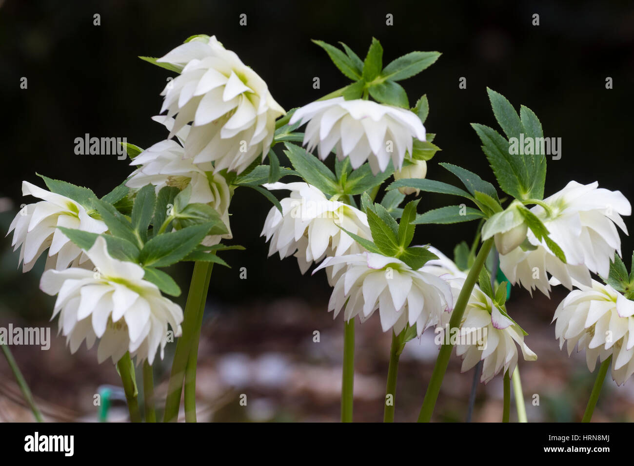 White double flowers of a selected form of the Lenten Rose, Helleborus x hybridus Stock Photo