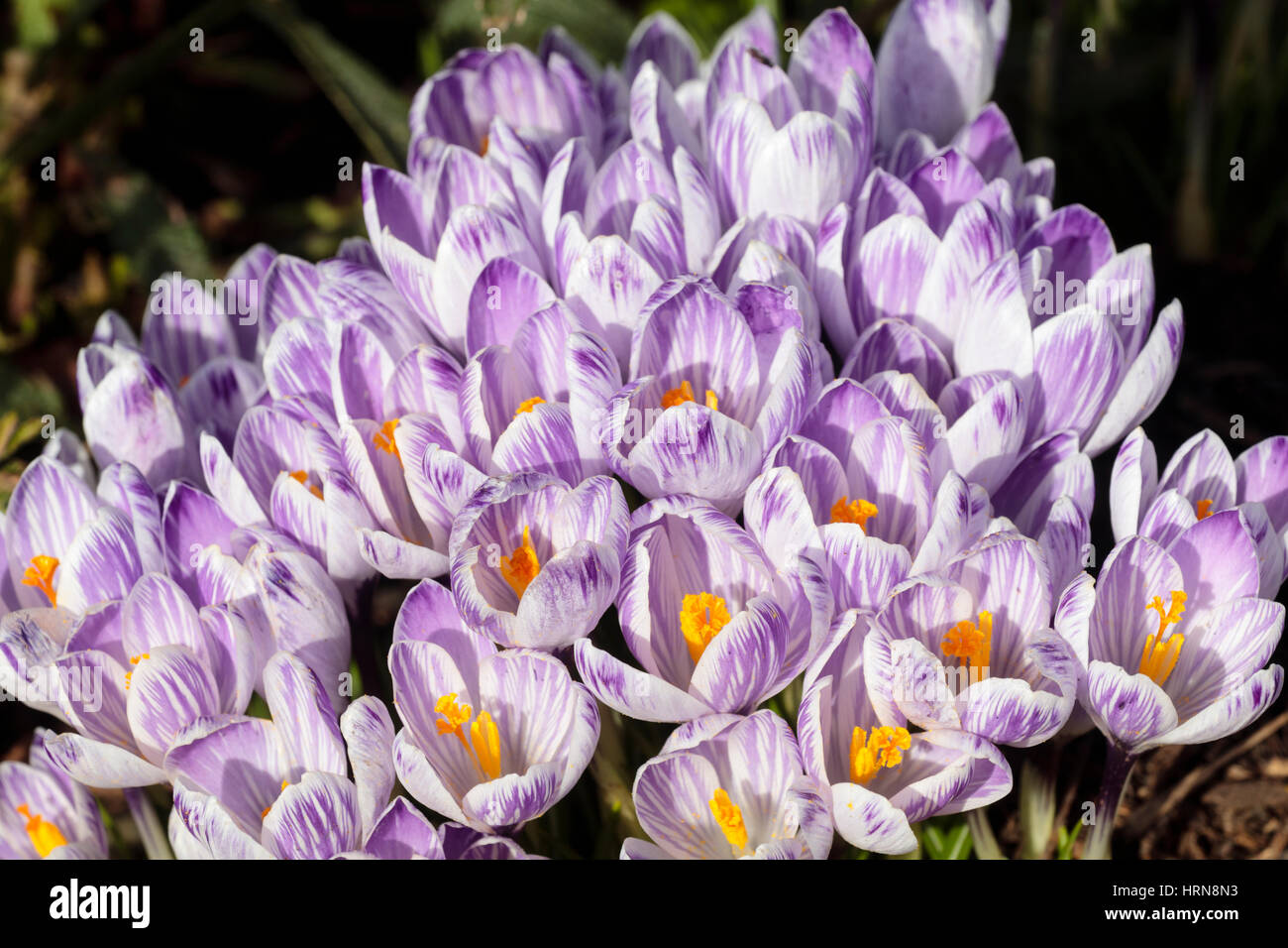 Pale purple striped flowers of the early spring flowering Dutch crocus, Crocus vernus 'Pickwick' Stock Photo