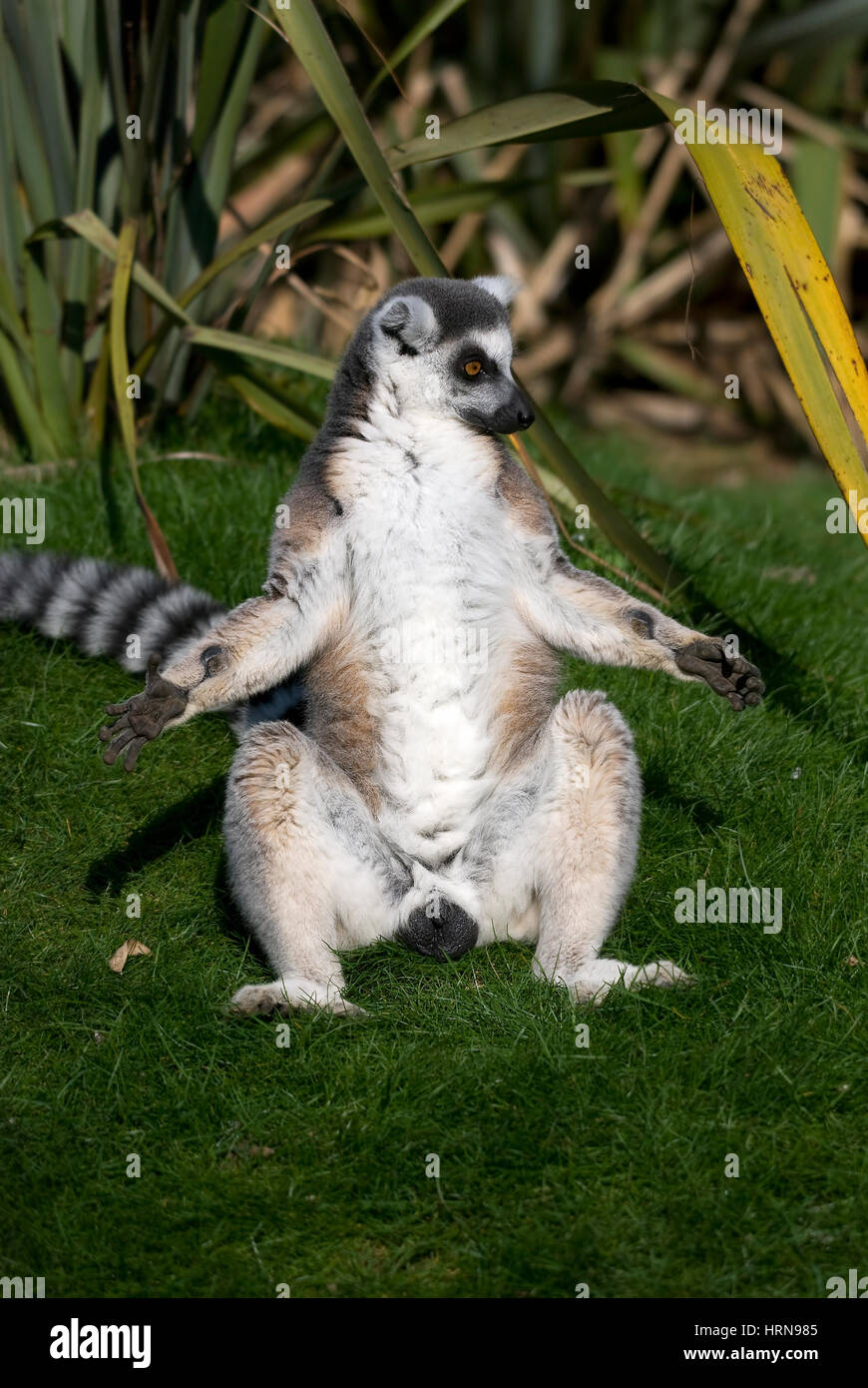 Sunbathing Ring Tailed Lemur (Lemur catta Stock Photo - Alamy