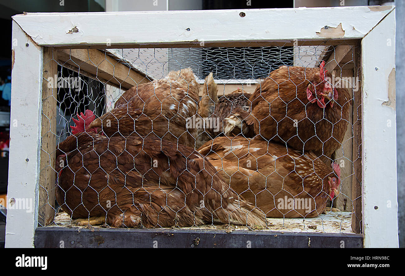 Live chicken sales. A small cage is compressed Waiting for buyers Stock
