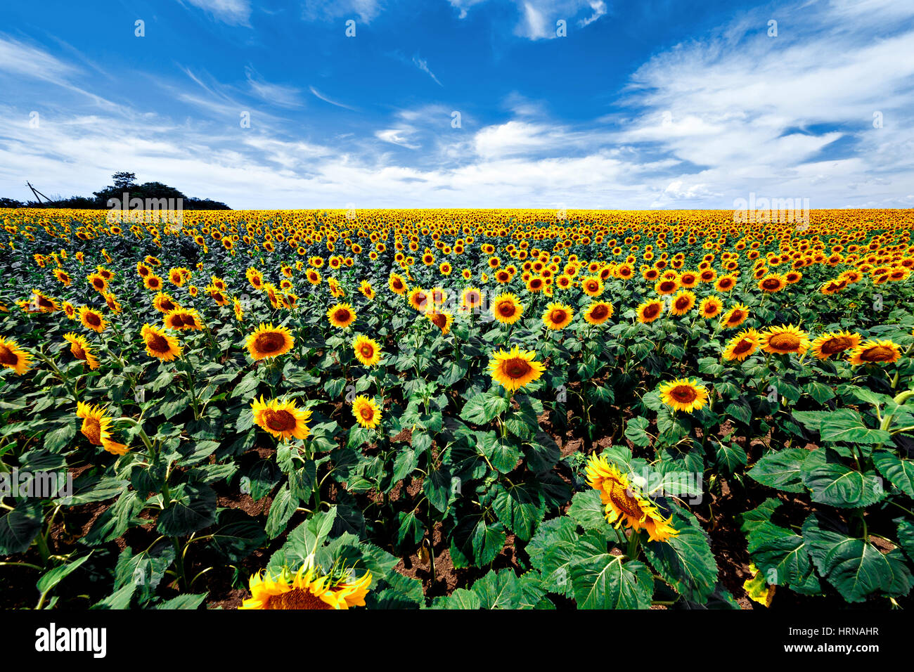 field of blooming sunflowers on a background sunset Stock Photo - Alamy