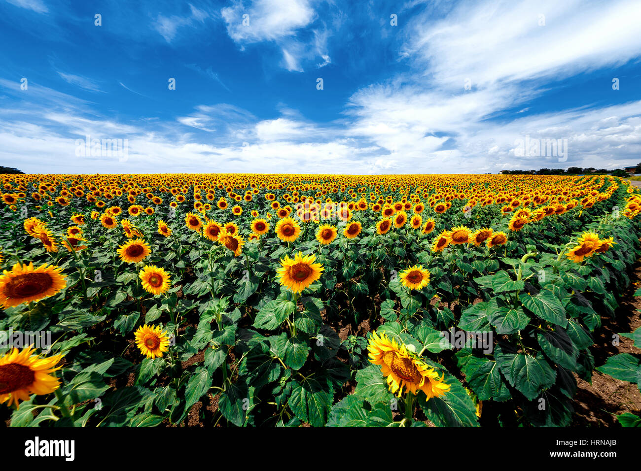 field of blooming sunflowers on a background sunset Stock Photo - Alamy
