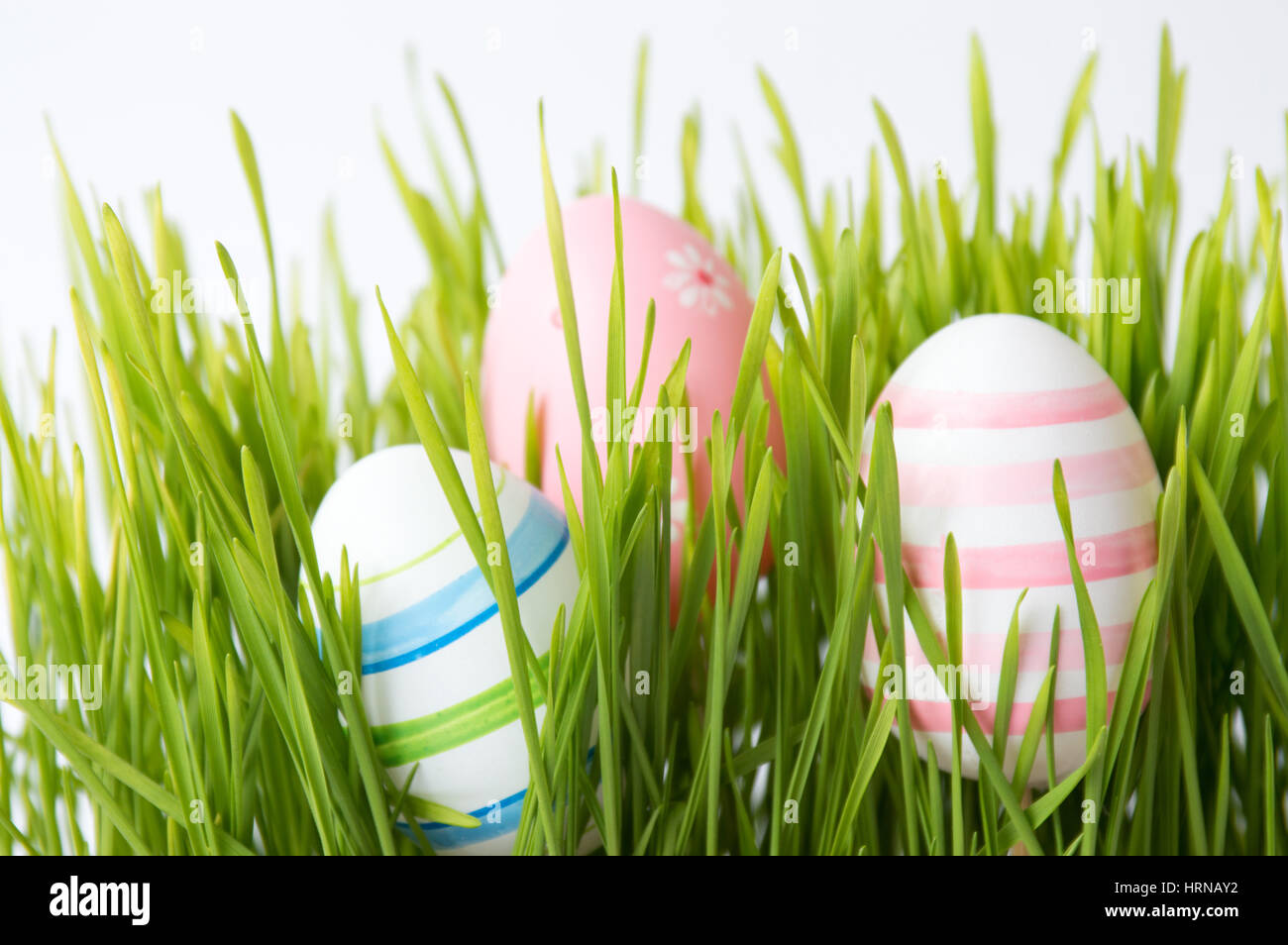 Easter eggs and green wheat plant Stock Photo Alamy