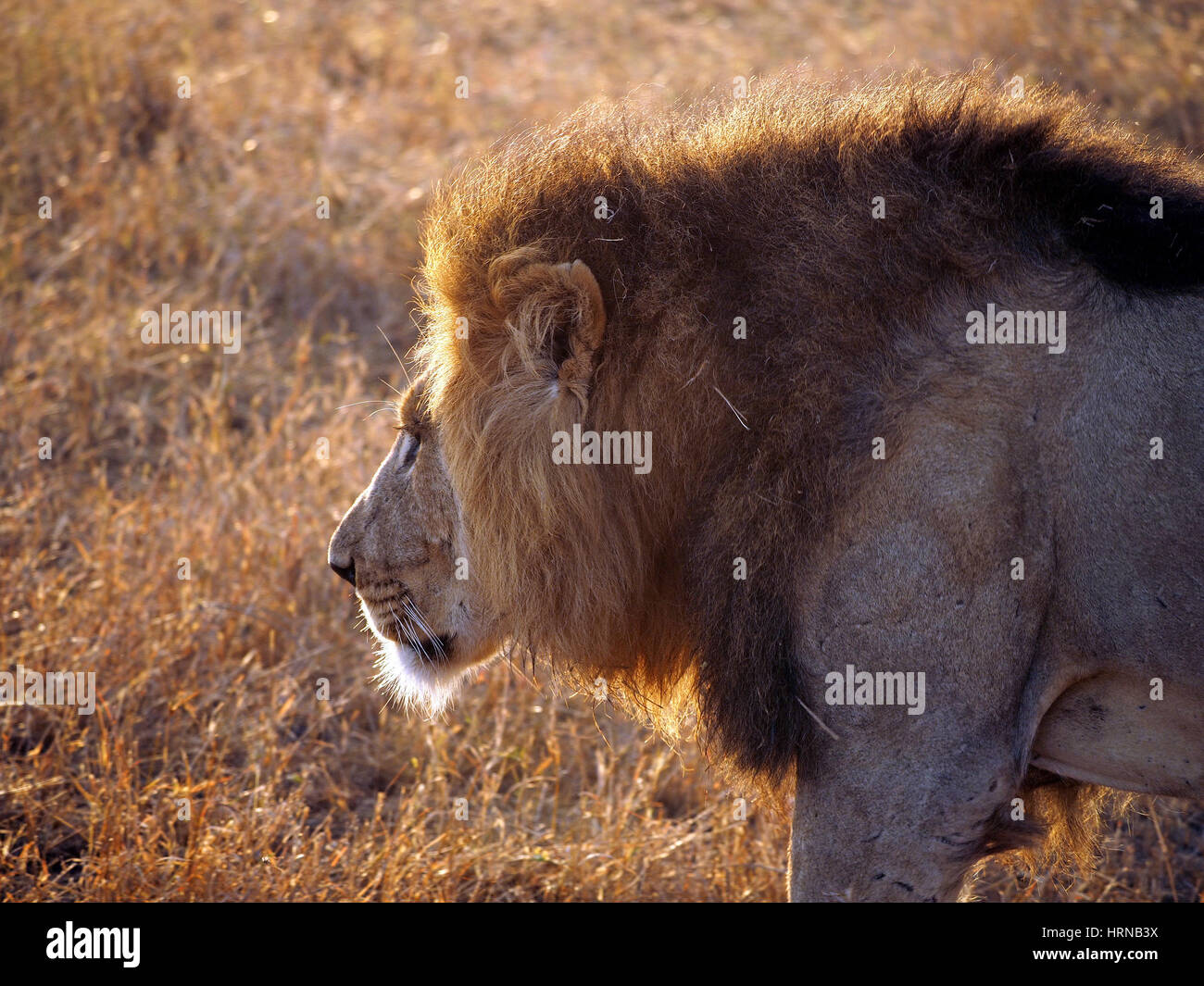 Big-maned male lion in Masai Mara Conservancies, Greater Mara, Kenya, Africa Stock Photo