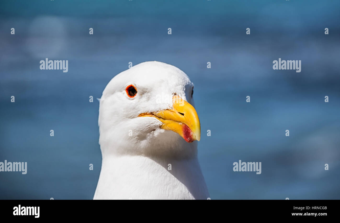 A closeup facial portrait of a Cape Gull in Southern Africa Stock Photo