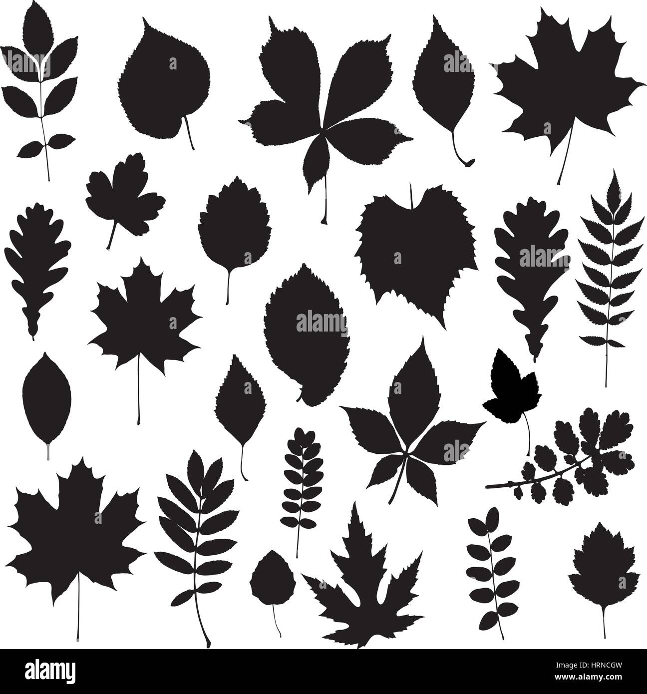 Leaf collection - vector silhouette Stock Vector Image & Art - Alamy