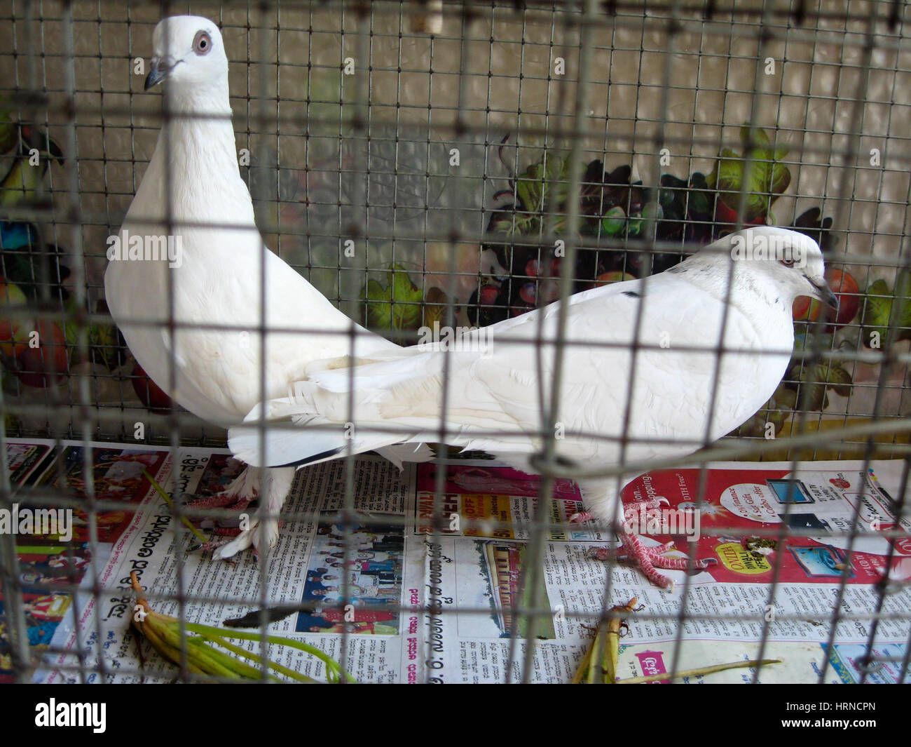 Caged white doves Stock Photo Alamy