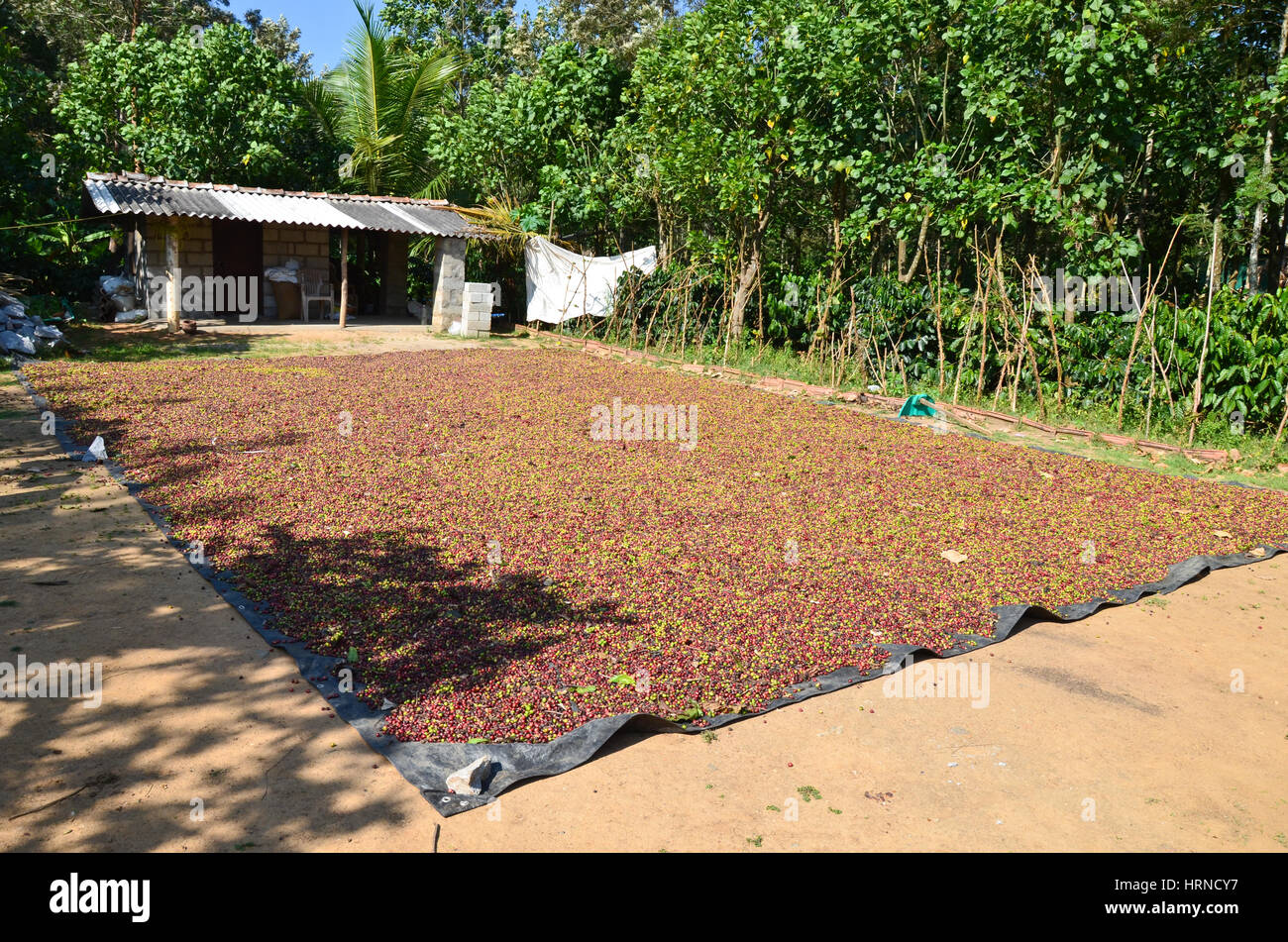Drying of coffee beans in the yard Stock Photo Alamy