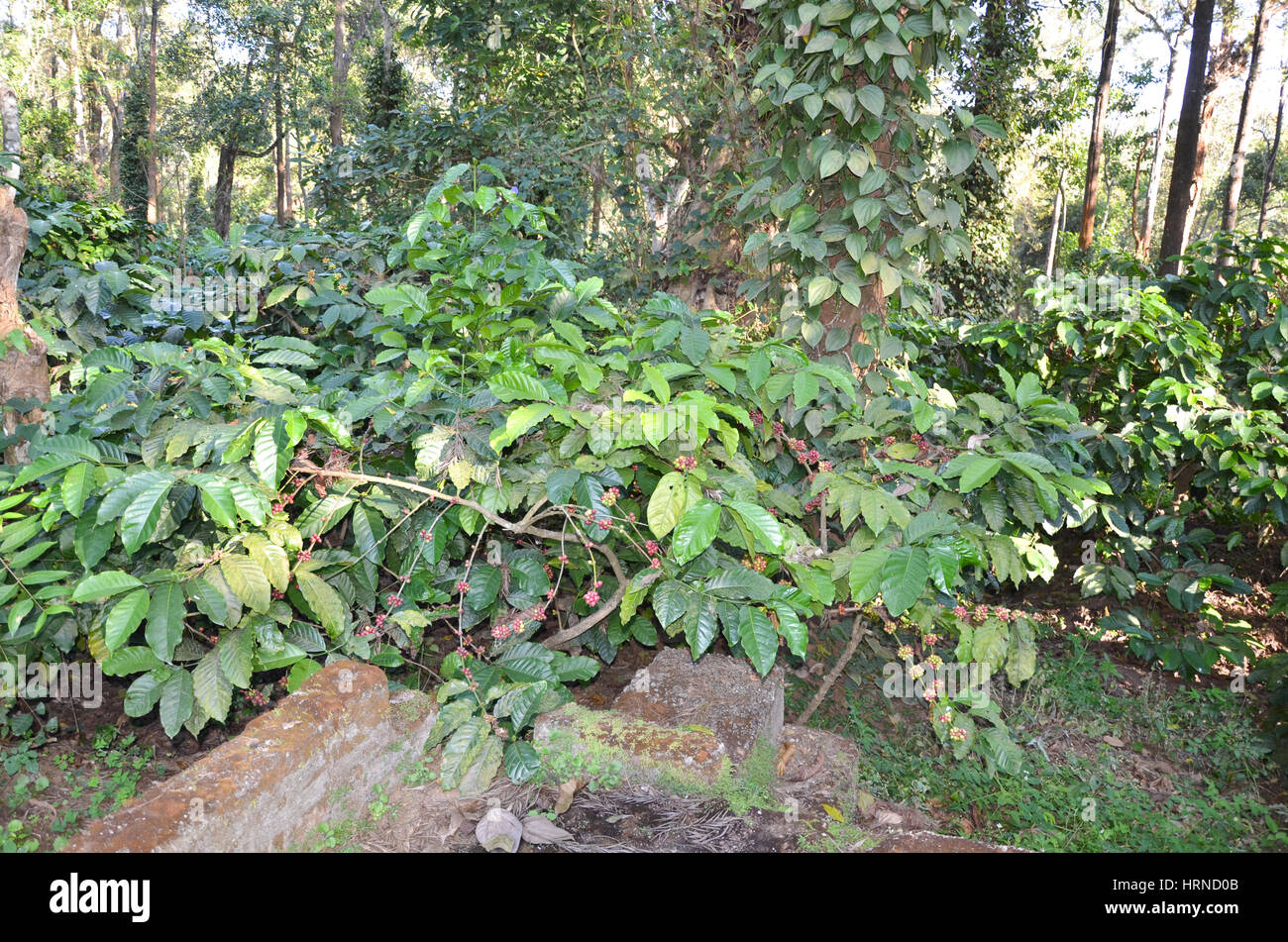 Coffee Plantation at Madikeri, Karnataka, India. Coffee plants