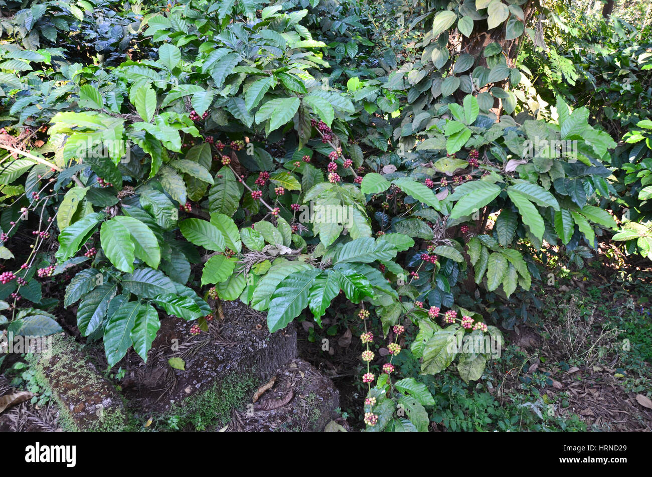 Coffee Plantation at Madikeri, Karnataka, India. Coffee plants