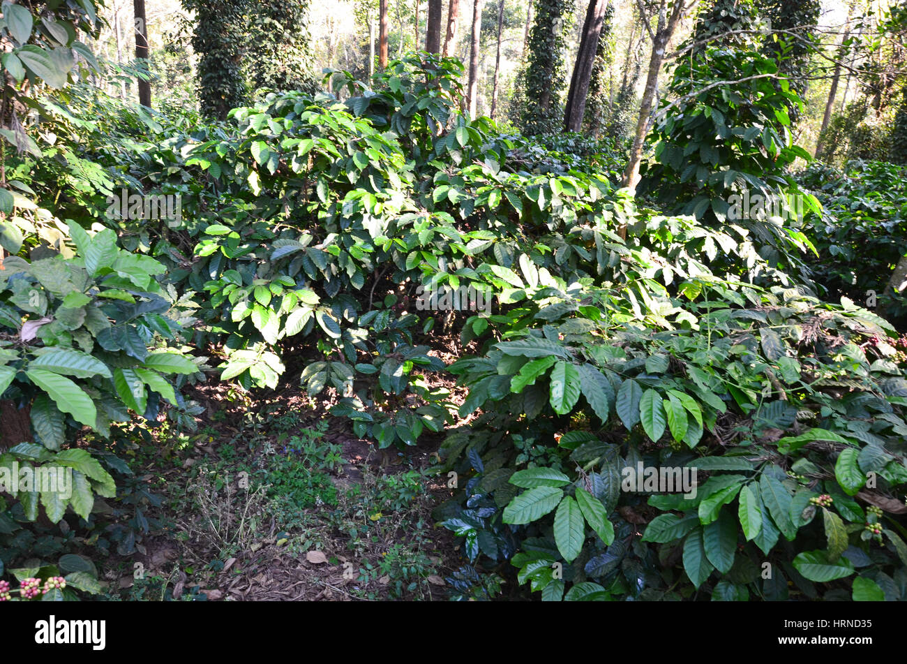 Coffee Plantation at Madikeri, Karnataka, India. Coffee plants