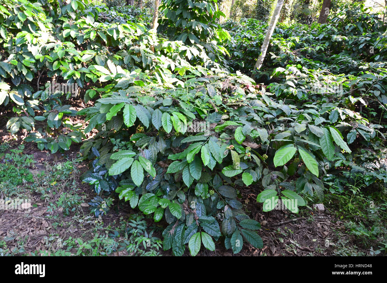 Coffee Plantation at Madikeri, Karnataka, India. Coffee plants