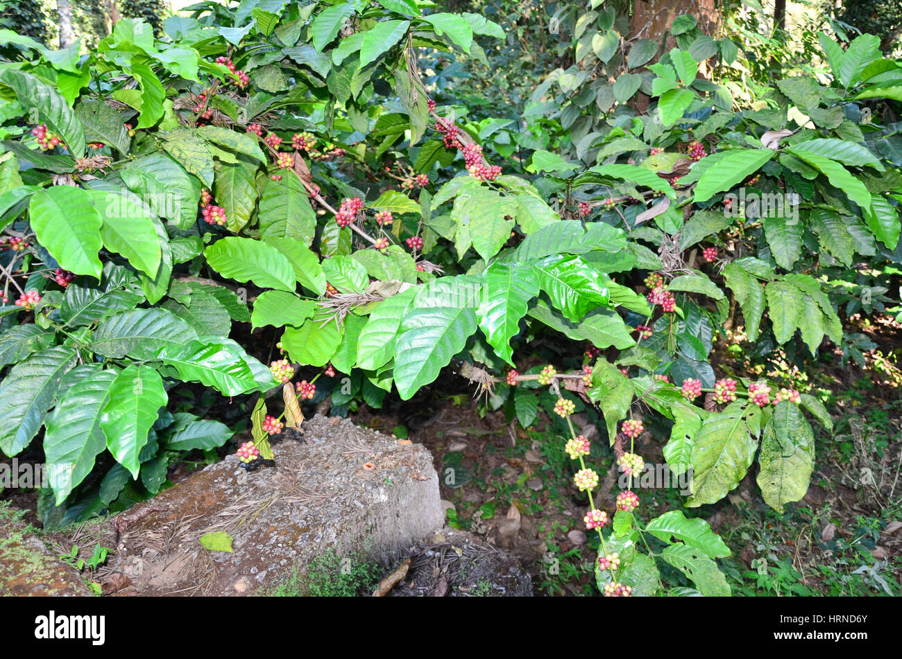 Coffee Plantation at Madikeri, Karnataka, India. Coffee plants