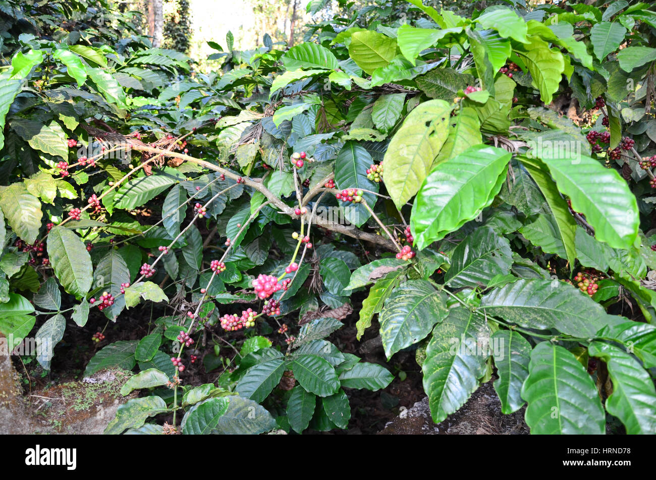 Coffee Plantation at Madikeri, Karnataka, India. Coffee plants