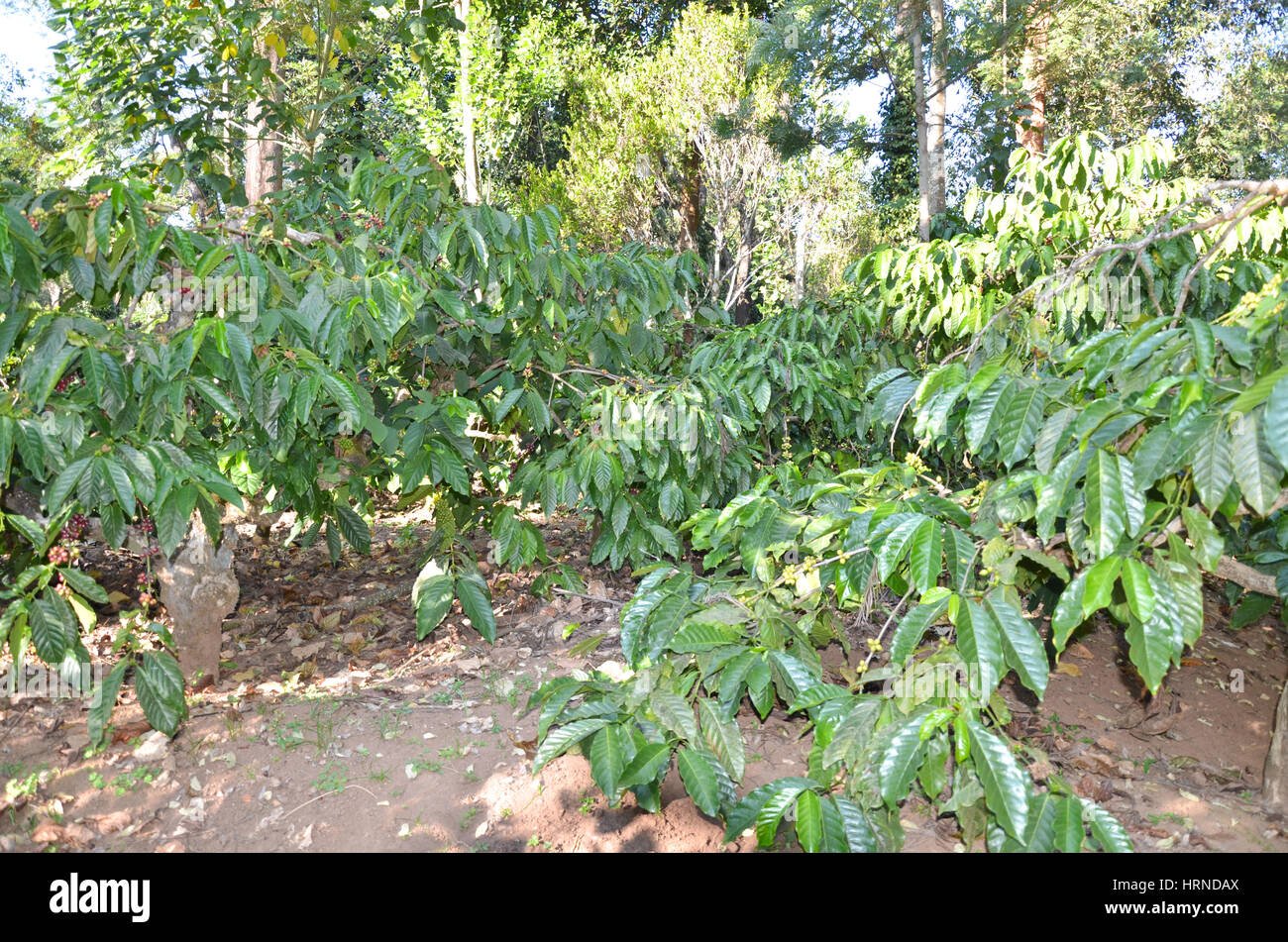 Coffee Plantation at Madikeri, Karnataka, India. Coffee plants