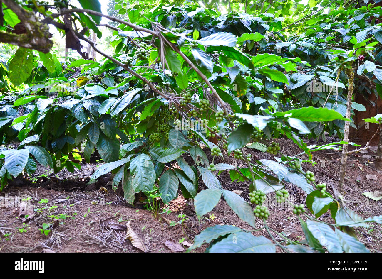 Coffee Plantation at Madikeri, Karnataka, India. Coffee plants