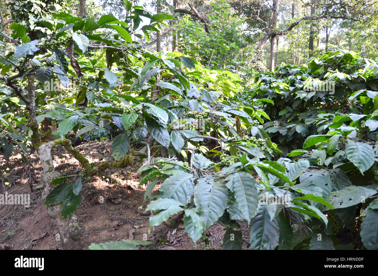 Coffee Plantation at Madikeri, Karnataka, India. Coffee plants