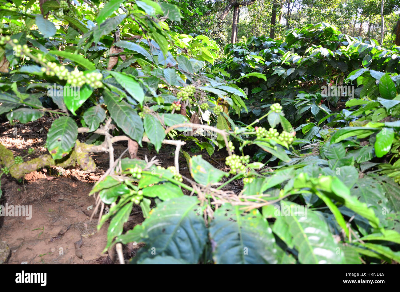 Coffee Plantation at Madikeri, Karnataka, India. Coffee plants