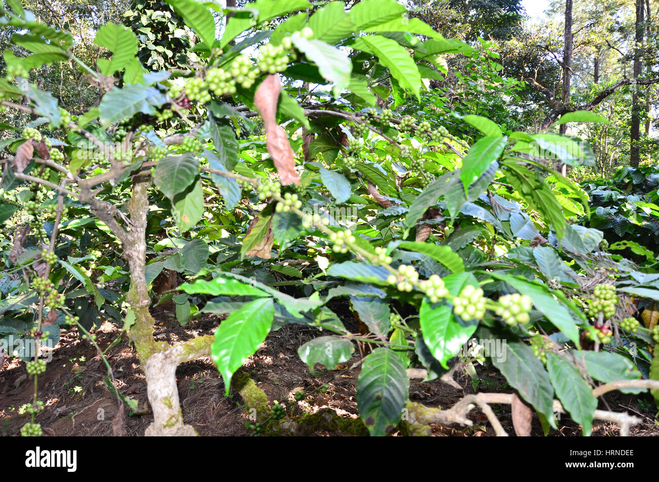 Coffee Plantation at Madikeri, Karnataka, India. Coffee plants