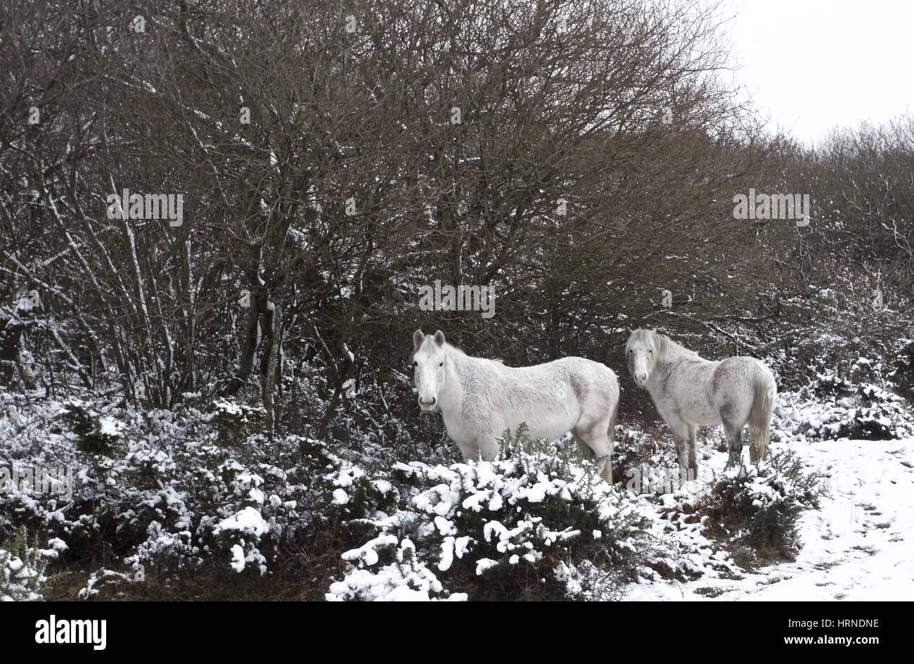 Two white horses in the New Forest in the winter snow looking at the camera Stock Photo