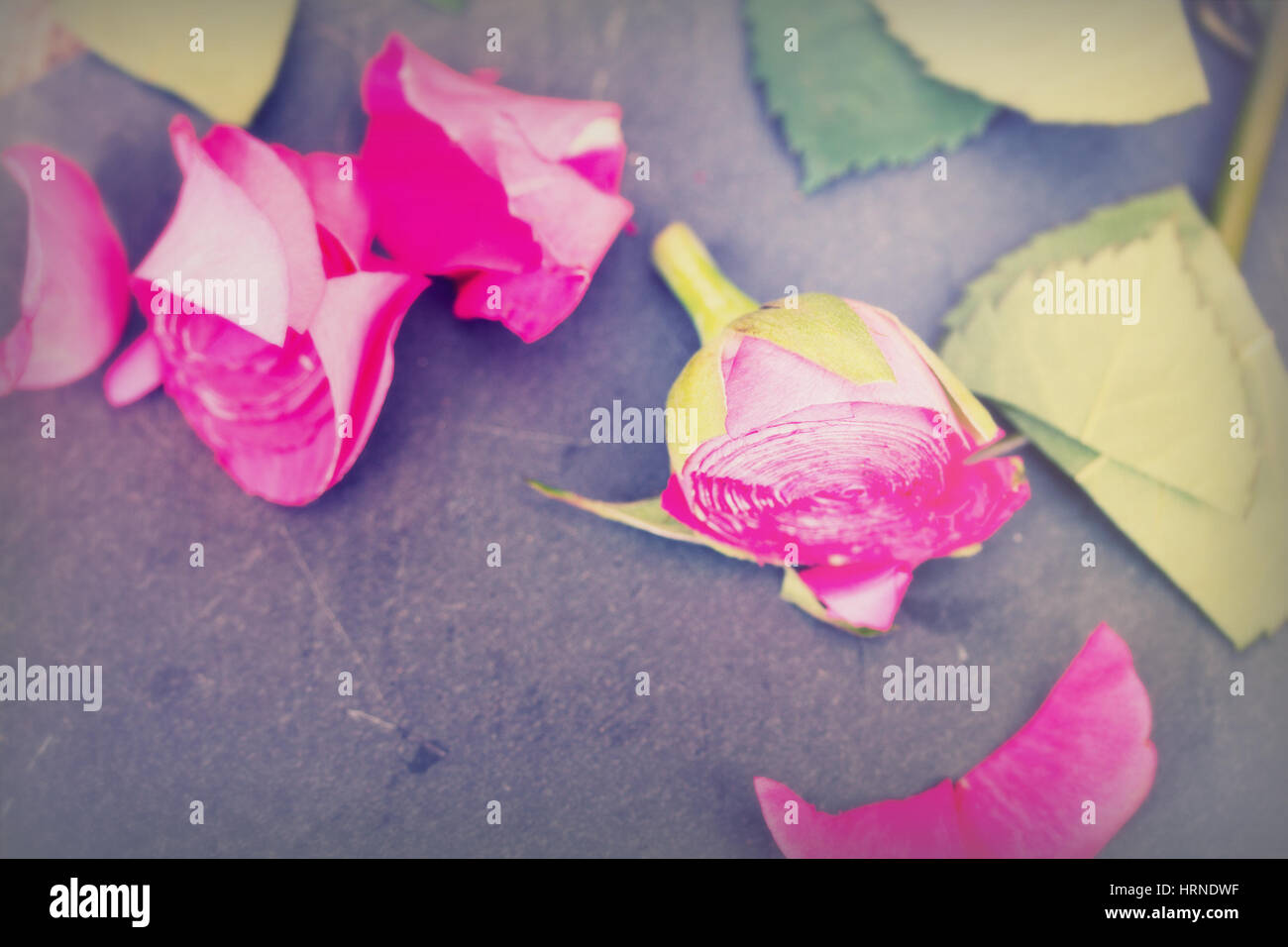 Single rose cut up on piece of slate Stock Photo - Alamy