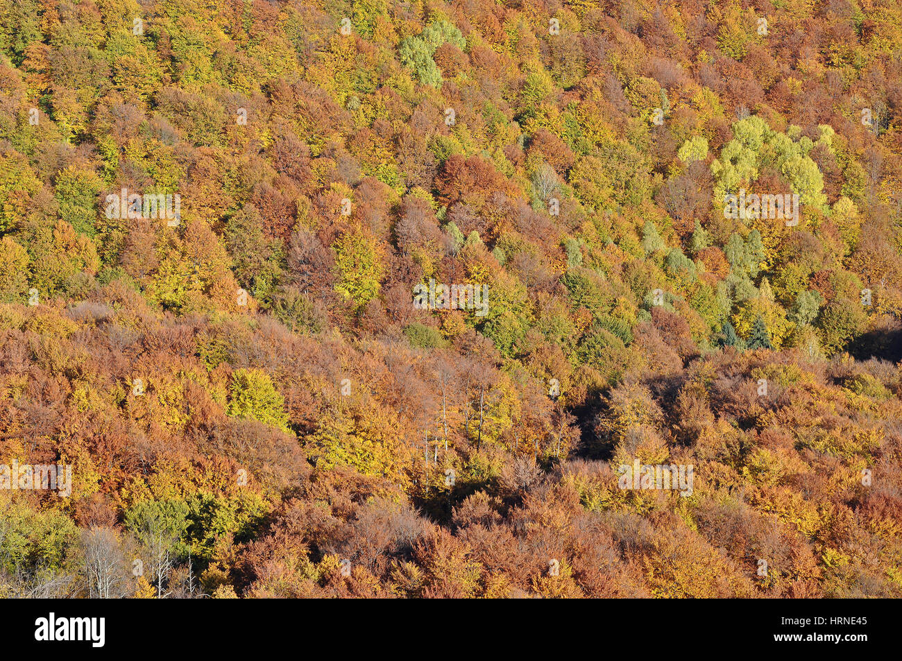 Aerial view of autumn forest Stock Photo - Alamy