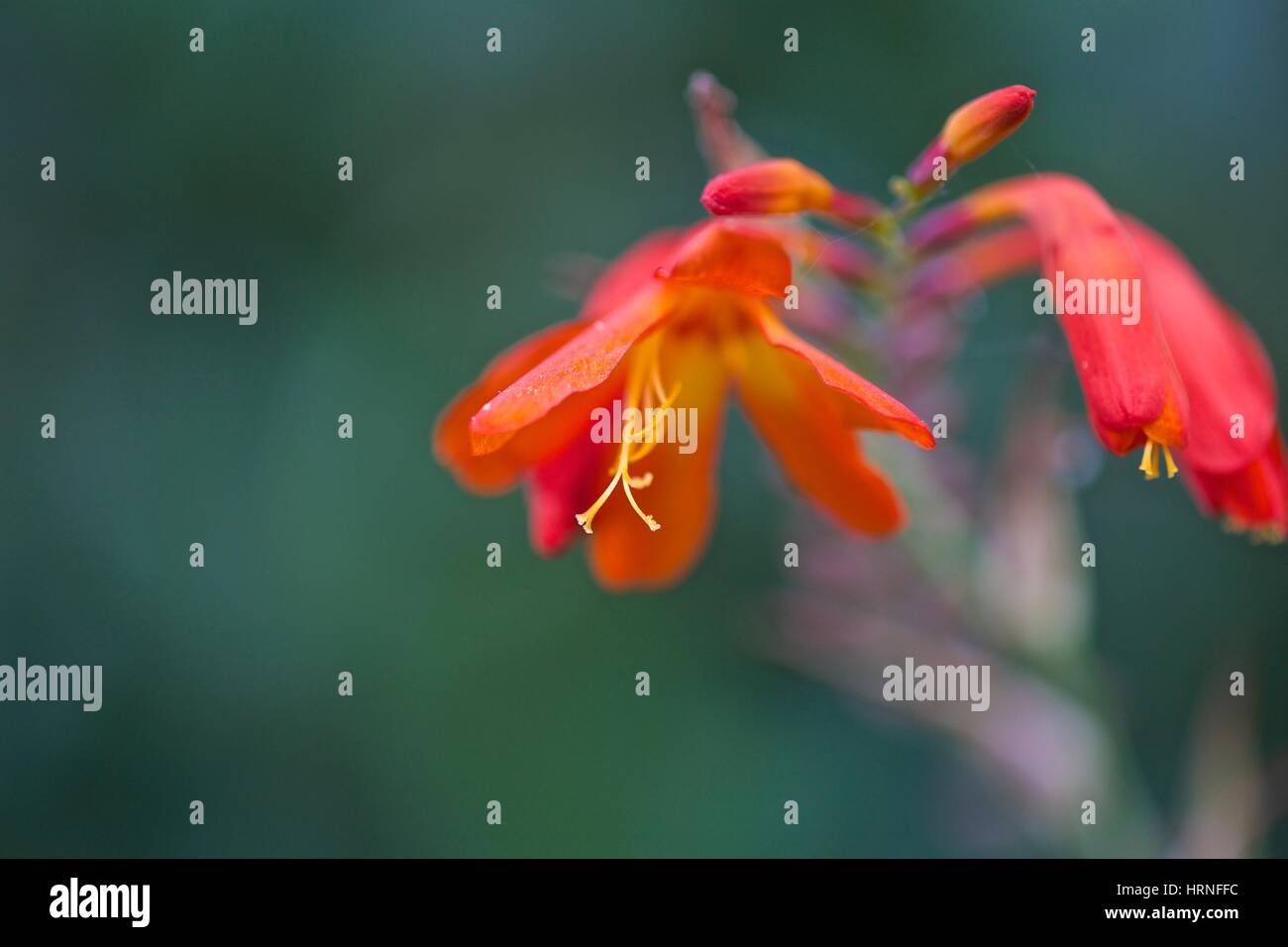brightly coloured flower with blurred background Stock Photo