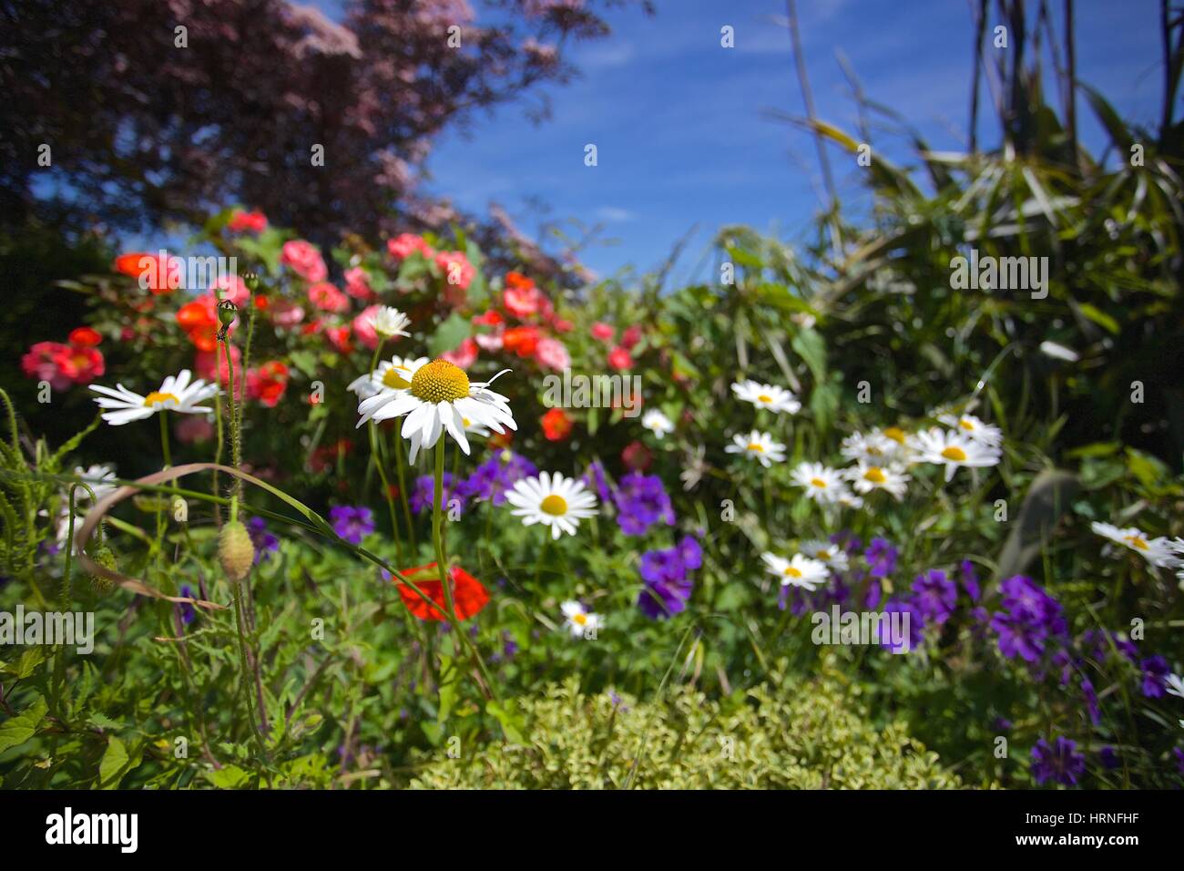 pretty cottage garden flowers on a sunny day Stock Photo