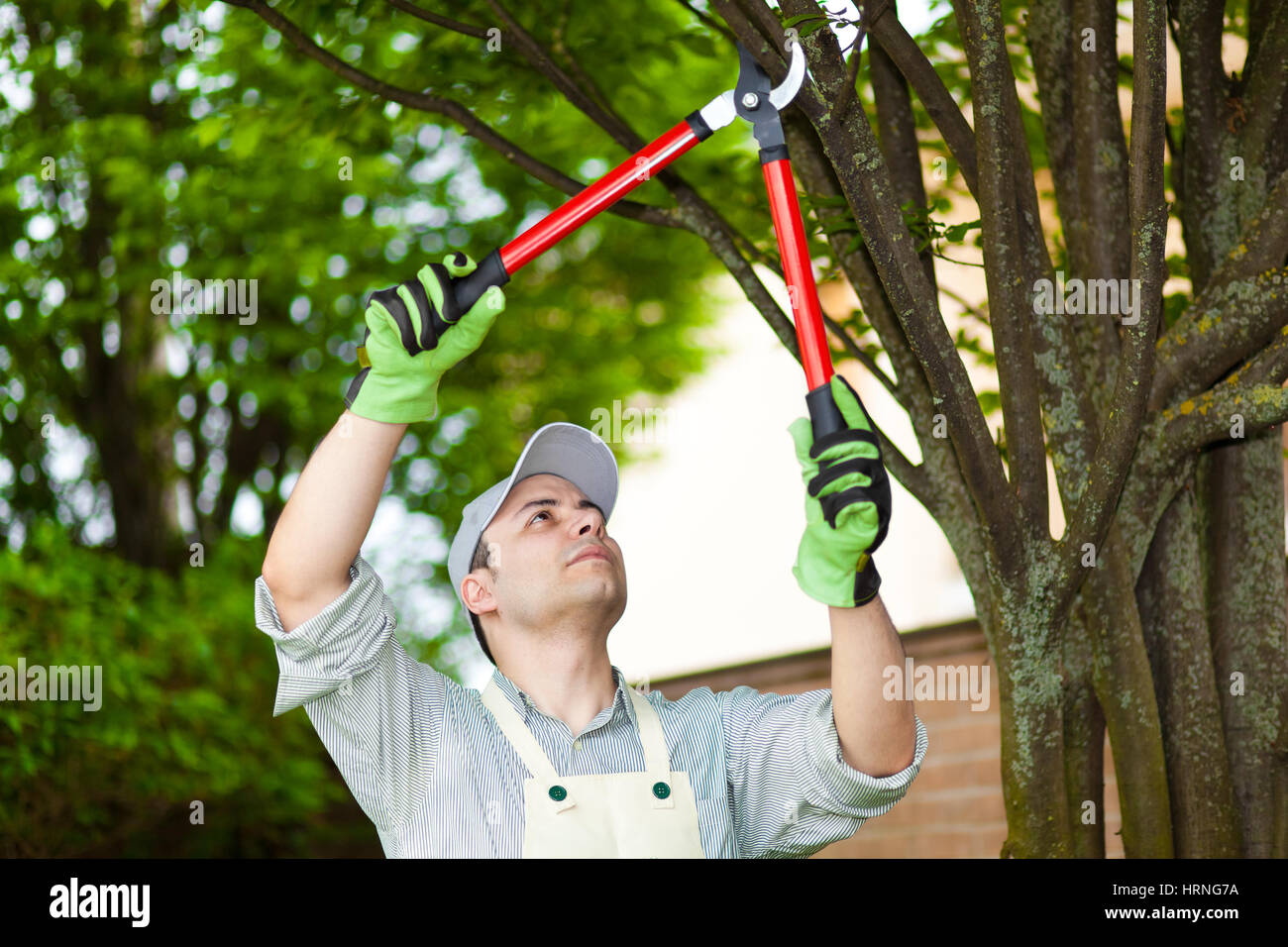 Professional gardener pruning a tree Stock Photo - Alamy
