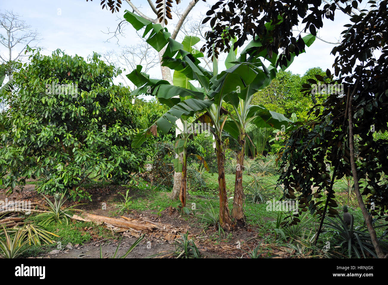 Banana tree in the jungle Stock Photo Alamy
