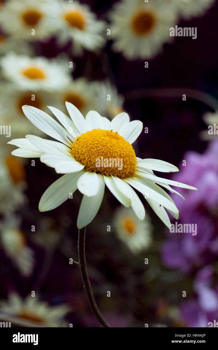 Shasta daisies hi-res stock photography and images - Alamy