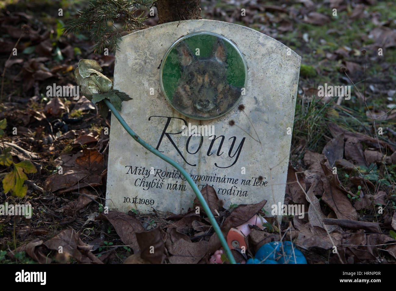 Abandoned pet cemetery in Prague, Czech Republic. The only pet cemetery in Prague located in the removed district of Bohnice is abandoned for more then ten years. The last burial was hold here before January 2007 when new burials were banned by local authorities due the unclear property rights for the land. Inscription in Czech on the shepherd dog's grave means: Rony (born on 10 February 1989). Dear Rony, we remember you, we miss you. Your family. Stock Photo