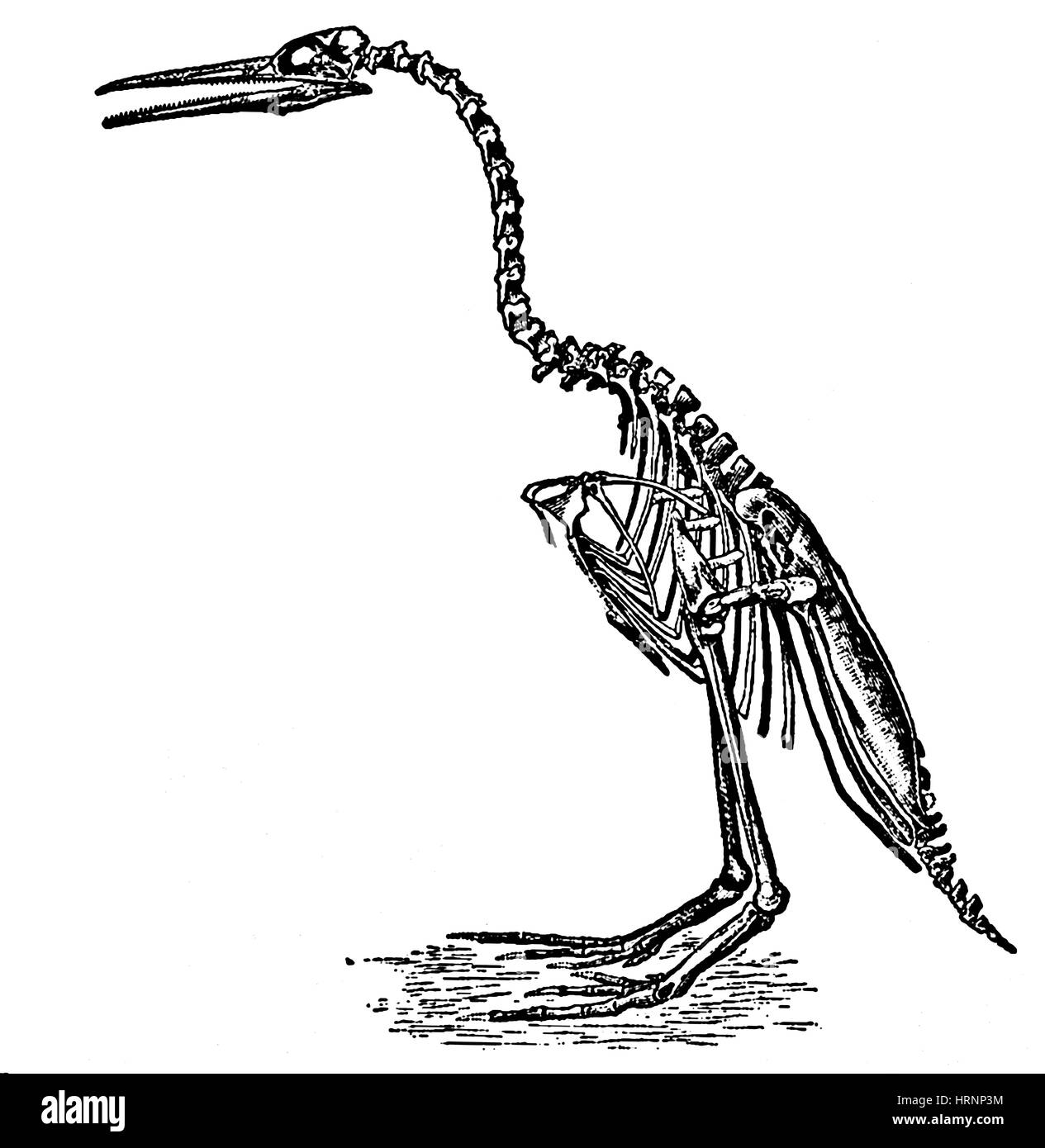 Hesperornis regalis, Cretaceous Flightless Bird Stock Photo