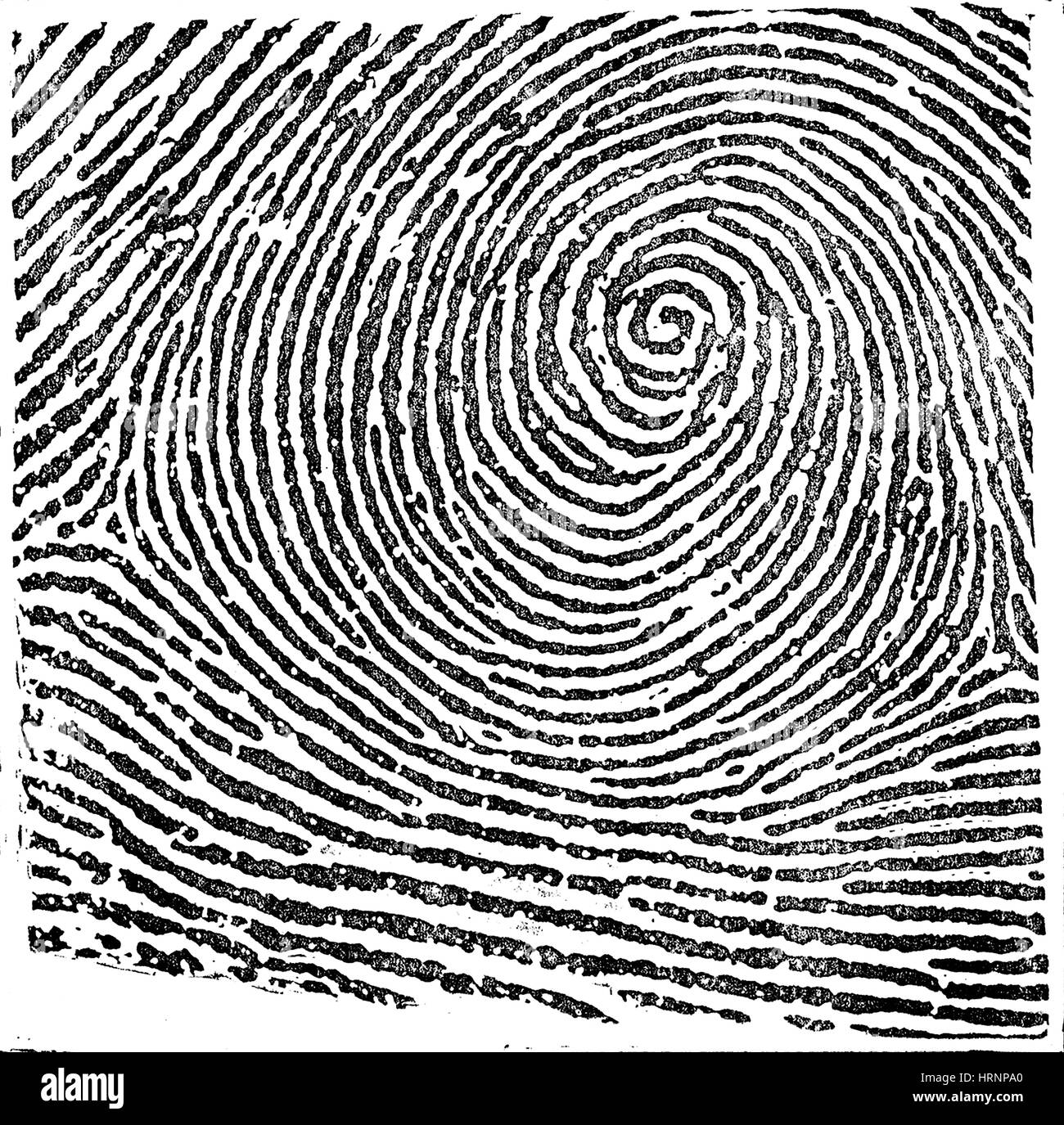 Typical Whorl Pattern, 1900 Stock Photo