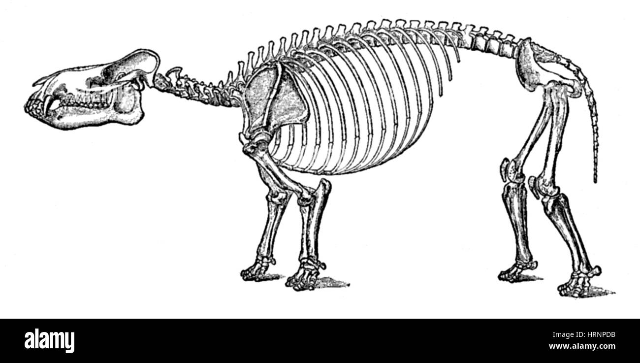 Vertebrate animals skeleton Black and White Stock Photos & Images - Alamy