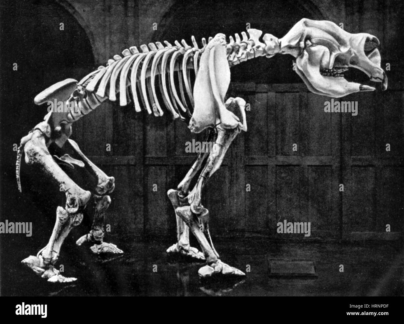 Diprotodon, Cenozoic Mammal Stock Photo