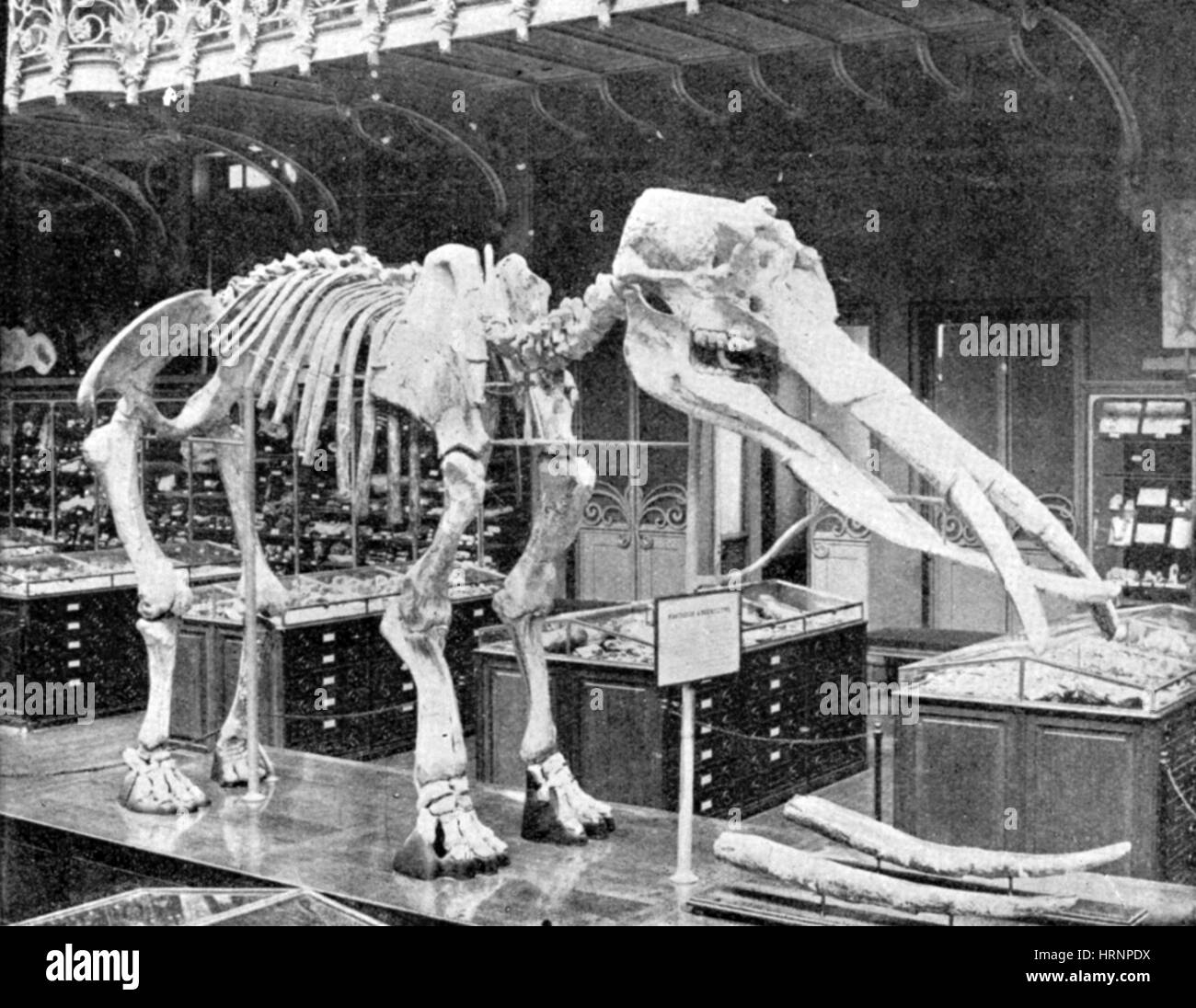 Mastodon, Cenozoic Mammal Stock Photo