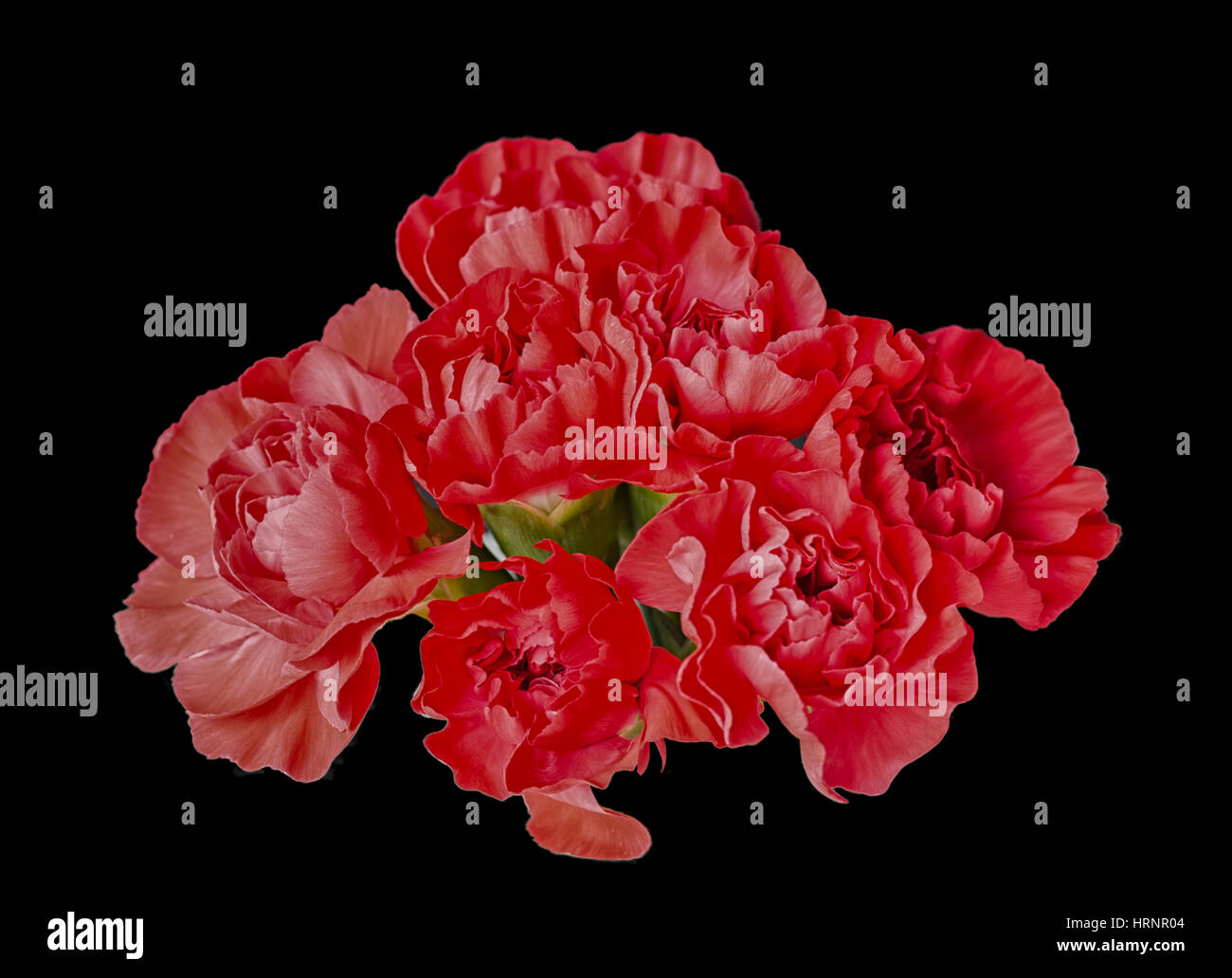 Round shaped carnations hires stock photography and images Alamy