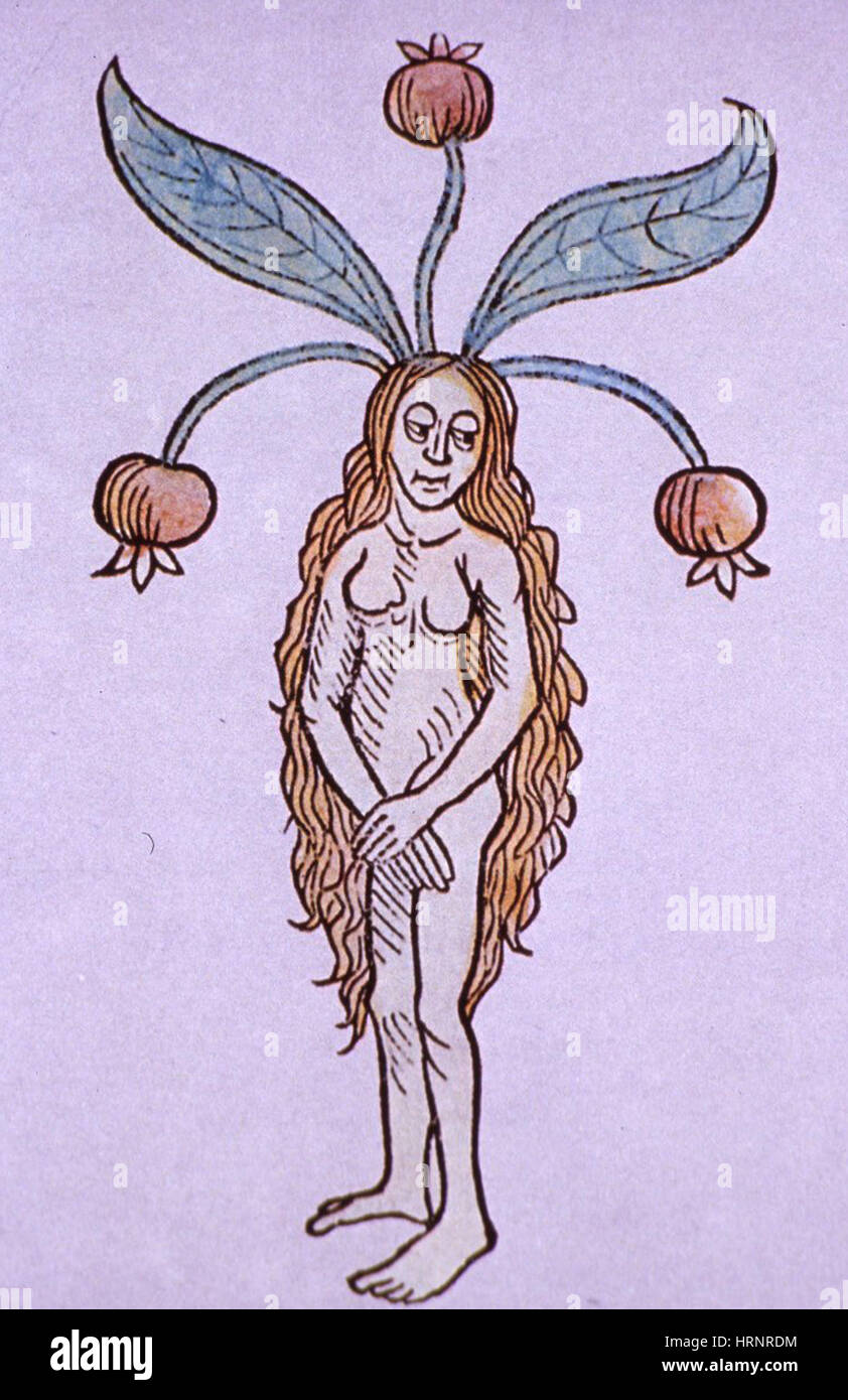 Female Mandrake, Alchemy Plant Stock Photo
