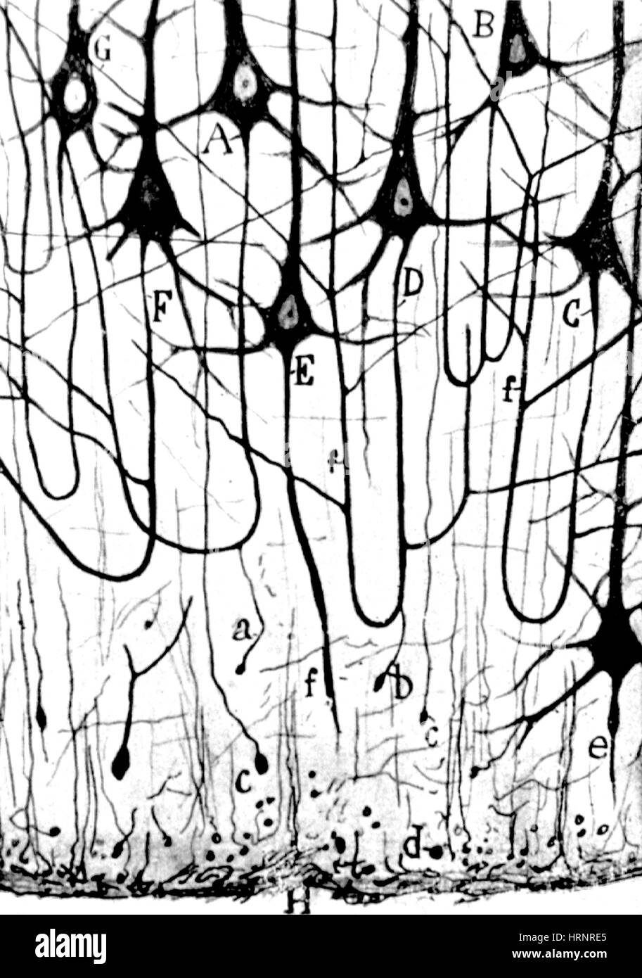 Pyramidal cell hi-res stock photography and images - Alamy