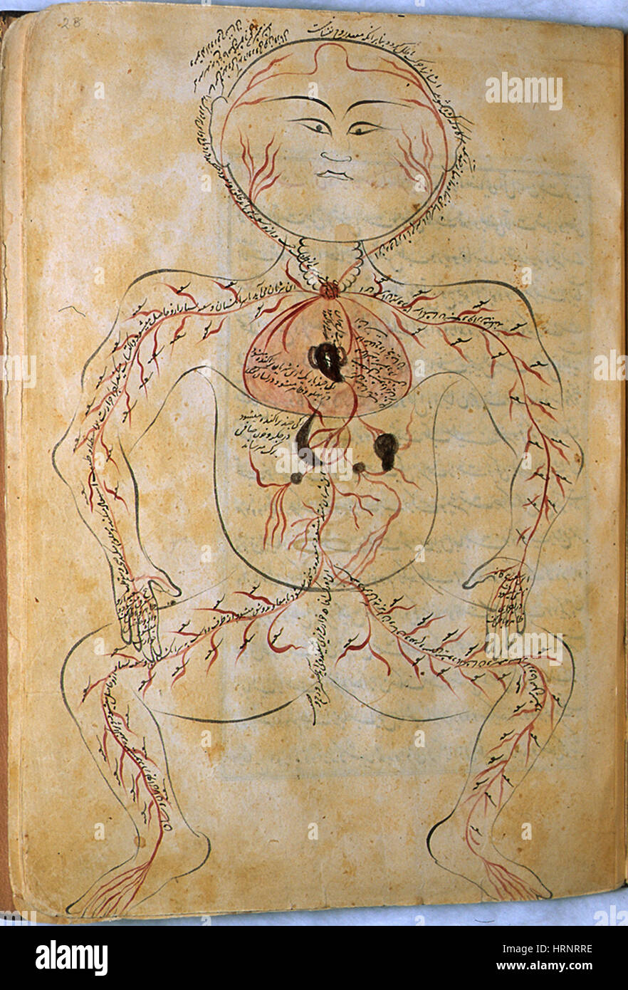 Mansur's Anatomy, Arterial System, 15th Century Stock Photo